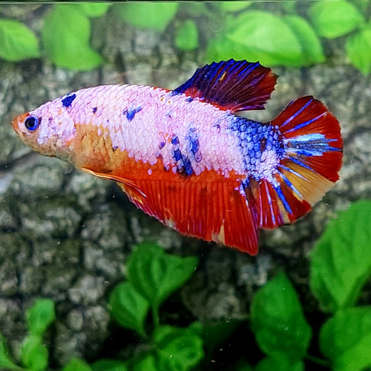 Multicolor Pink Candy GIANT HMPK Male