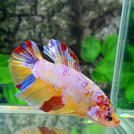 Multicolor Yellowbase Candy GIANT HMPK Male