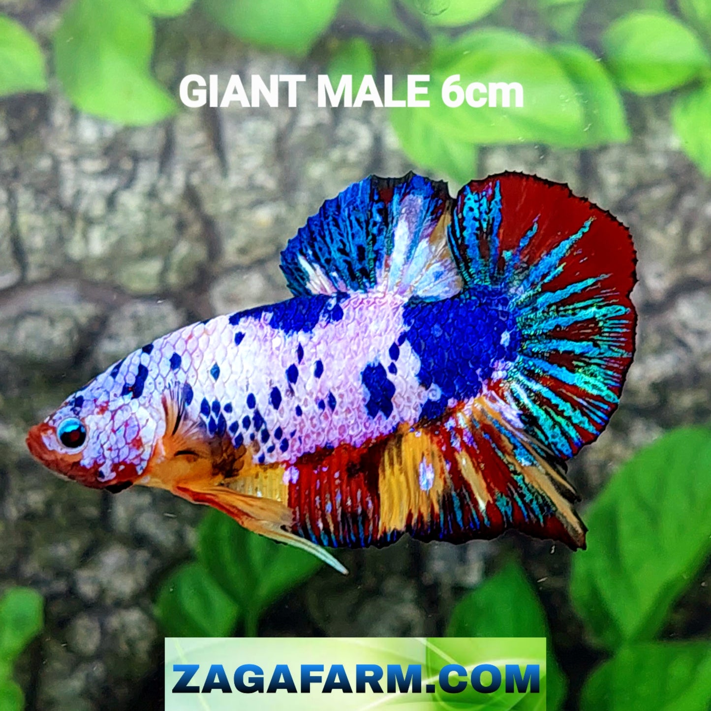 Multicolor Candy GIANT HMPK Male