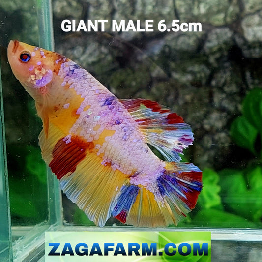 Multicolor Yellowbase Candy GIANT HMPK Male