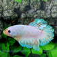 Unicorn GIANT HMPK Male