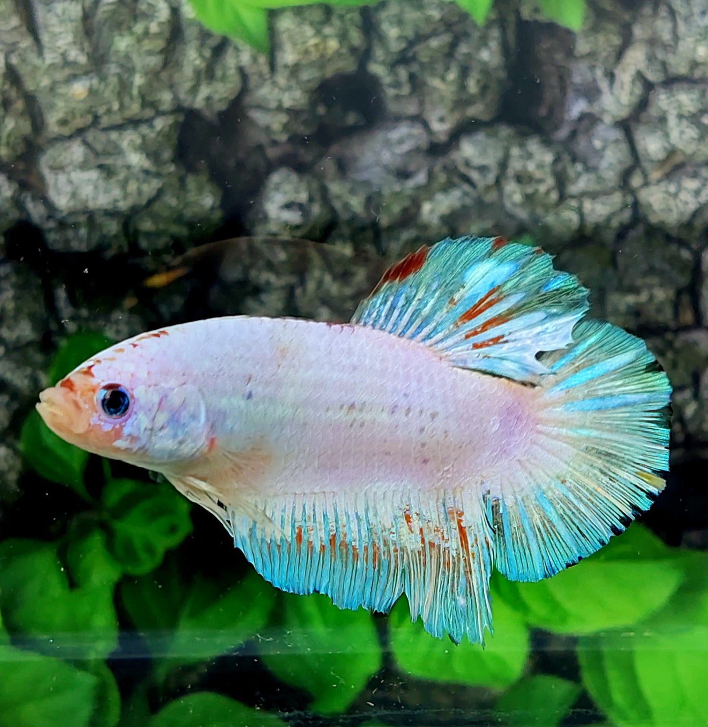 Unicorn GIANT HMPK Male