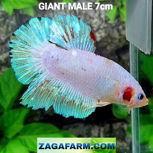 Unicorn GIANT HMPK Male