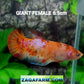 Orange Koi Pink Galaxy HMPK GIANT Female For Sorority Tank/Breed