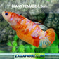 Orange Koi Pink Galaxy HMPK GIANT Female For Sorority Tank/Breed