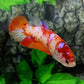 Orange Koi Pink Galaxy HMPK GIANT Female For Sorority Tank/Breed