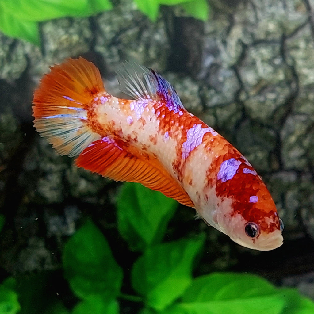 Orange Koi Pink Galaxy HMPK GIANT Female For Sorority Tank/Breed