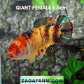 Multicolor Yellowbase Koi HMPK GIANT Female For Sorority Tank/Breed