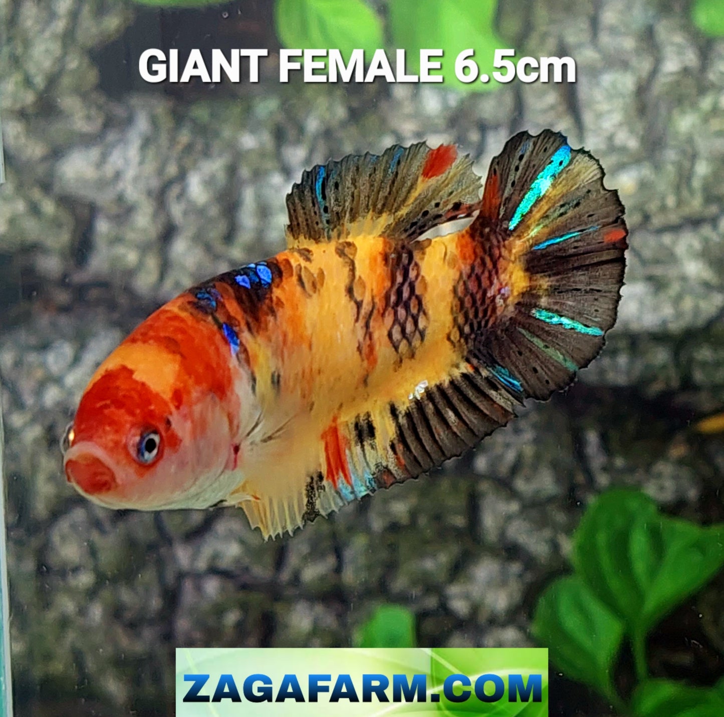 Multicolor Yellowbase Koi HMPK GIANT Female For Sorority Tank/Breed