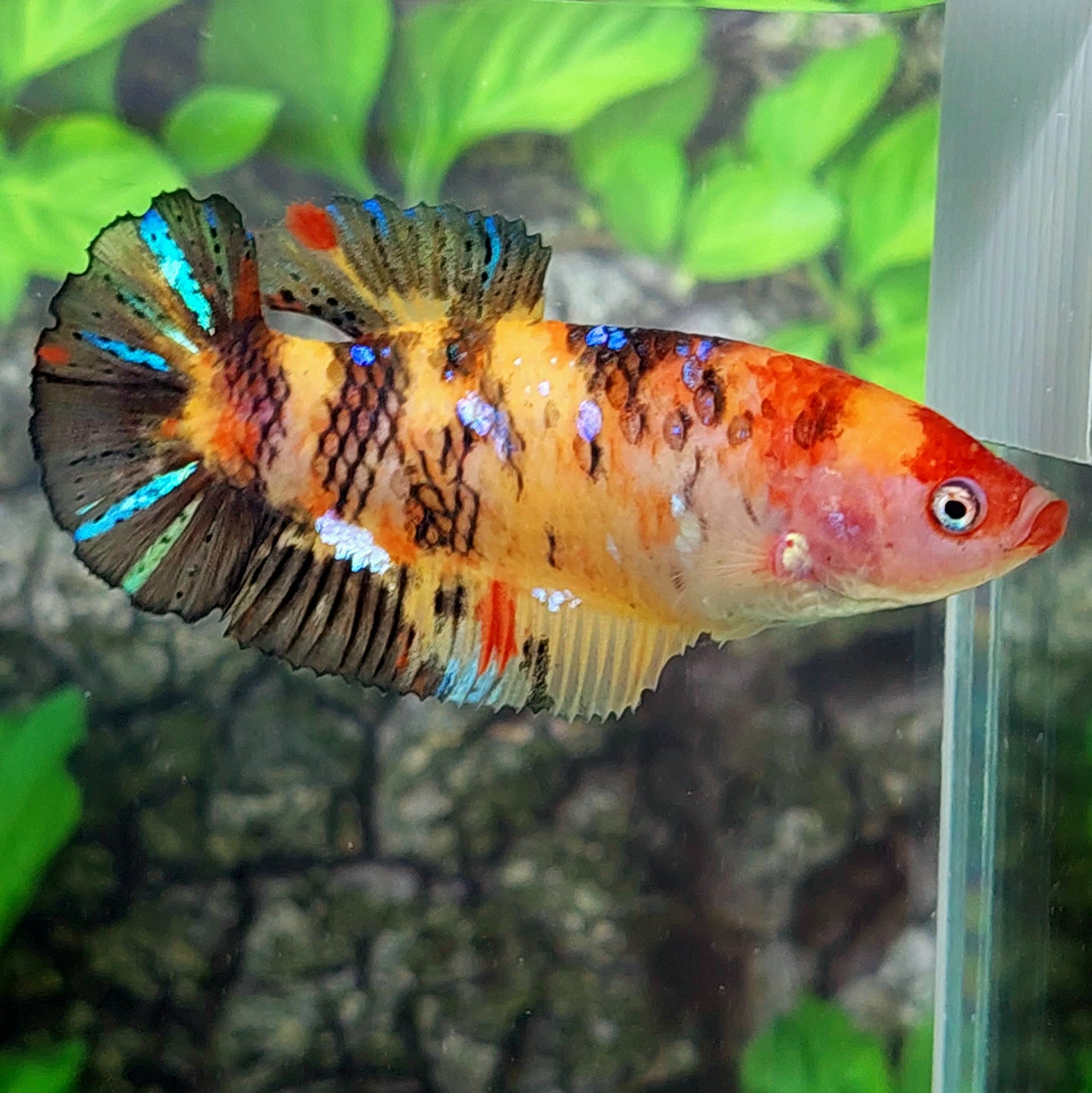 Multicolor Yellowbase Koi HMPK GIANT Female For Sorority Tank/Breed