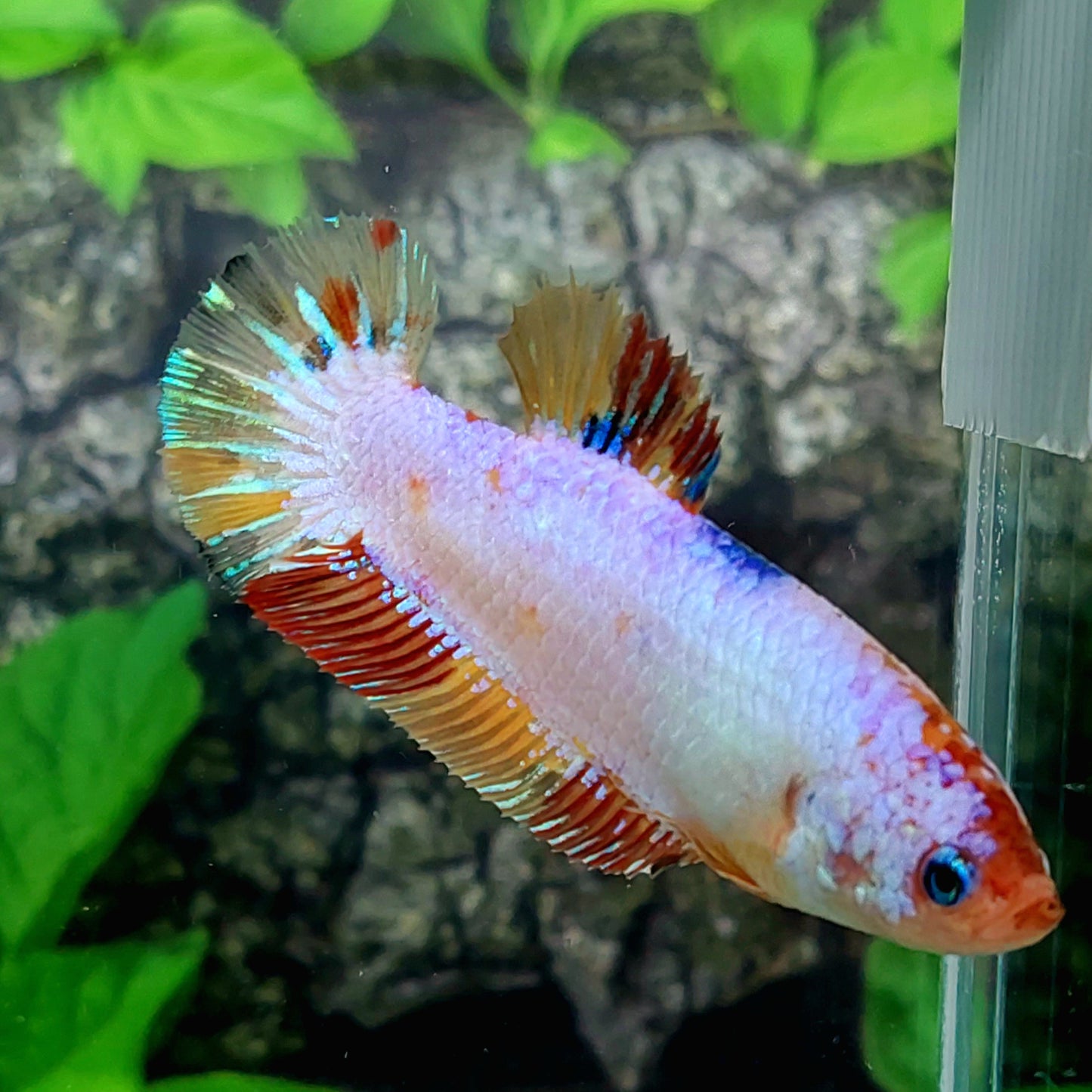 Multicolor Pink Candy HMPK GIANT Female For Sorority Tank/Breed