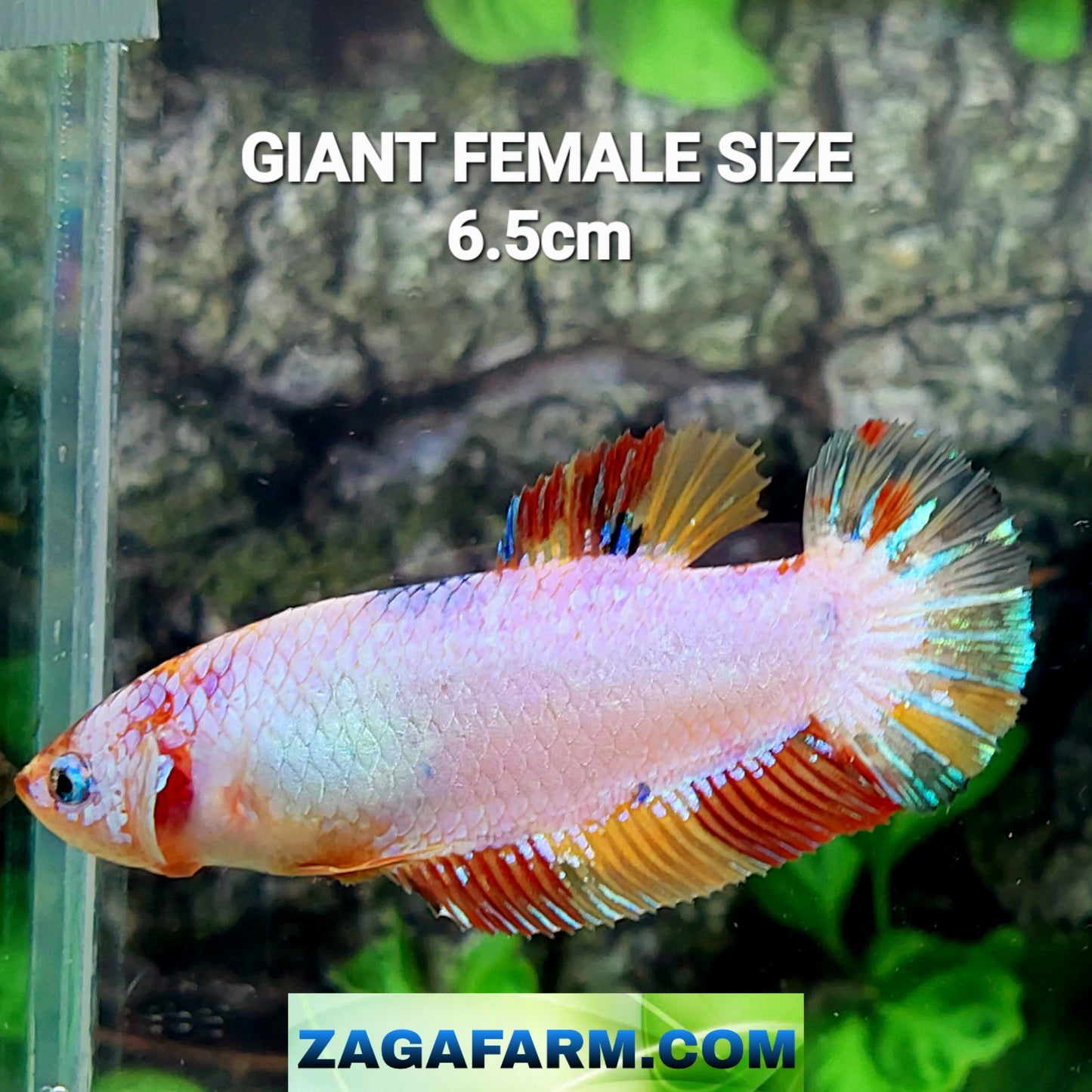 Multicolor Pink Candy HMPK GIANT Female For Sorority Tank/Breed