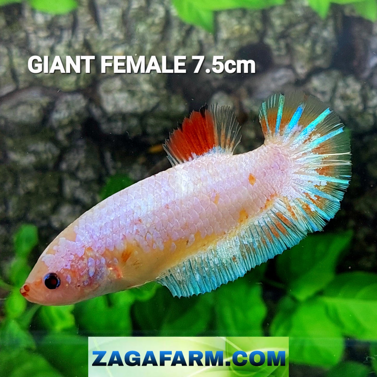 Pink Fancy HMPK GIANT Female For Sorority Tank/Breed