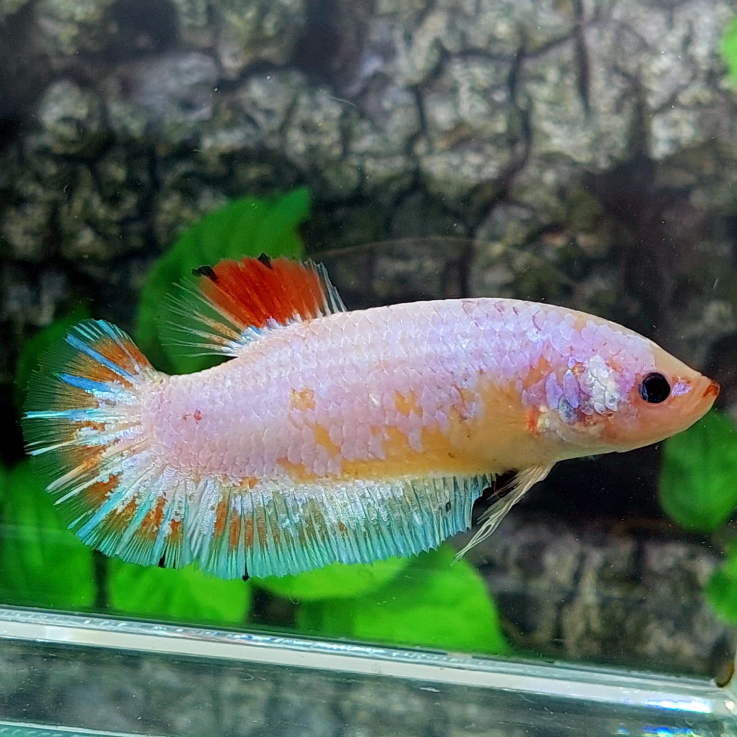 Pink Fancy HMPK GIANT Female For Sorority Tank/Breed