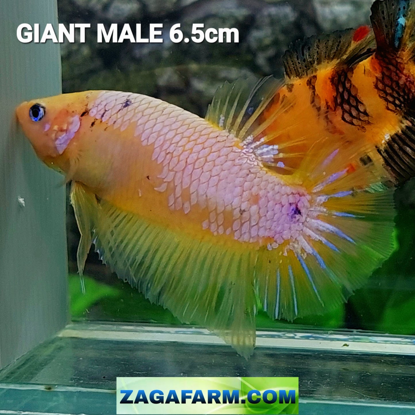 Yellow Pink Samurai GIANT HMPK Male