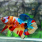 Yellowbase Multicolor Galaxy HMPK Male