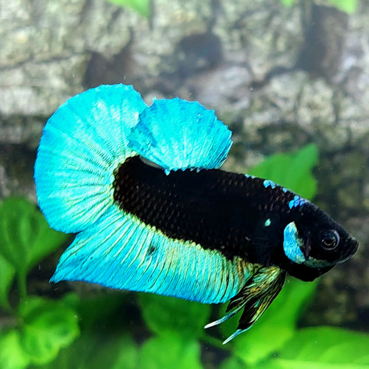 Turquoise Black Light Avatar HMPK Male