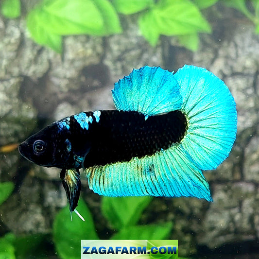 Turquoise Black Light Avatar HMPK Male