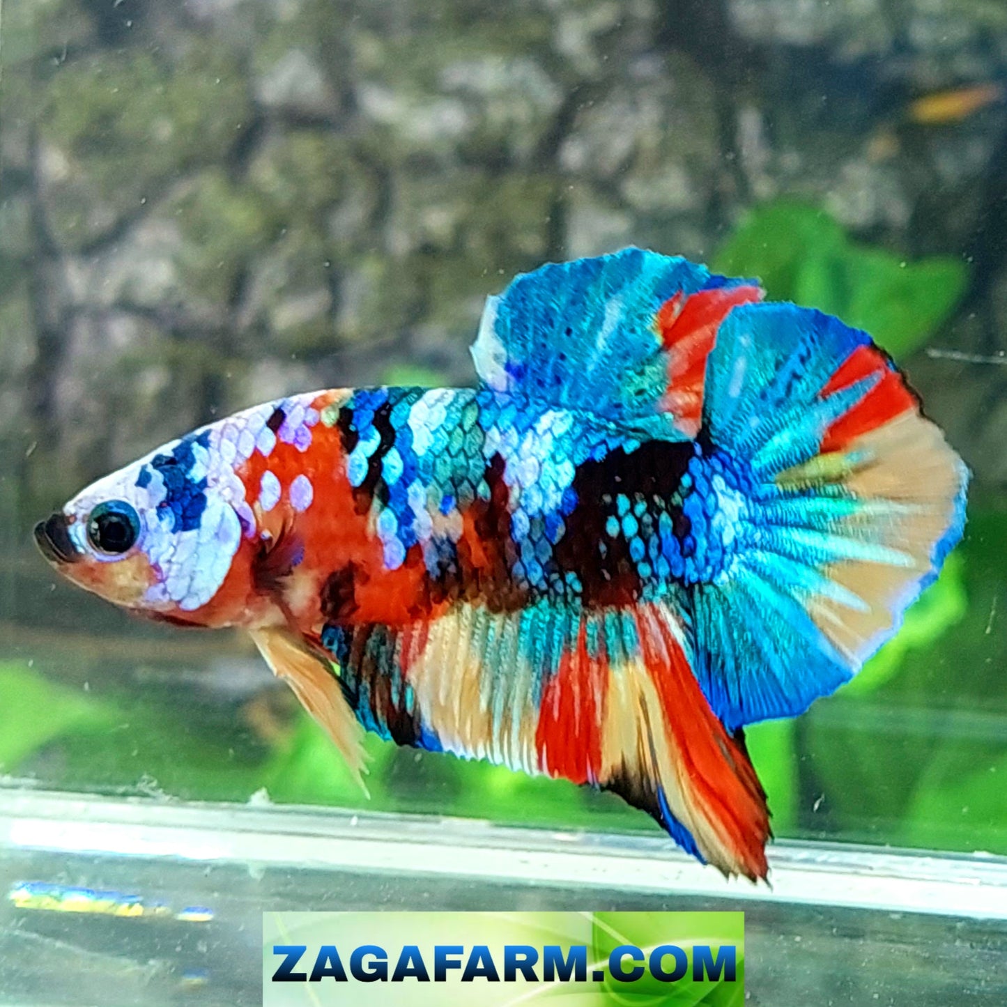 Multicolor Rainbow Galaxy HMPK Male