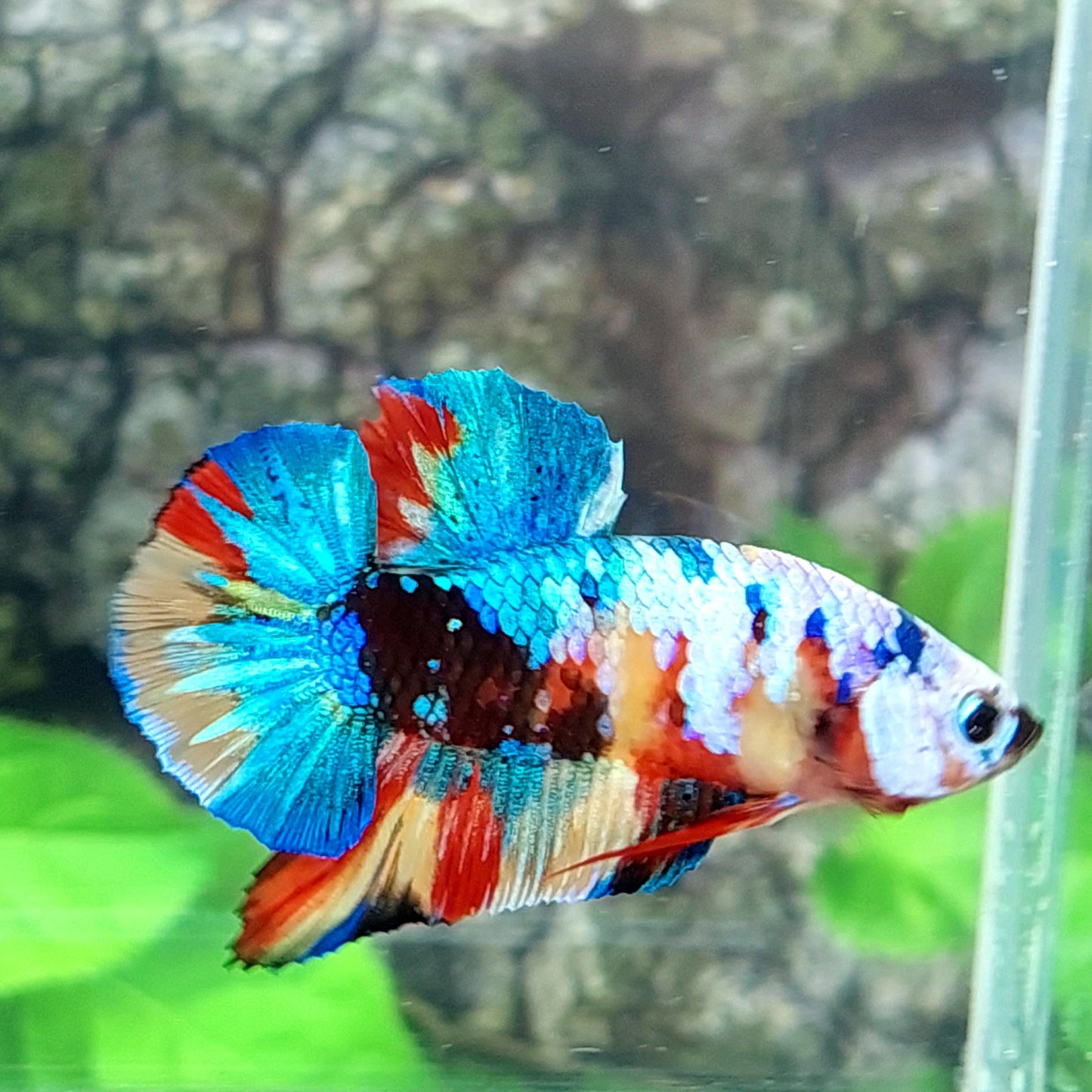 Multicolor Rainbow Galaxy HMPK Male