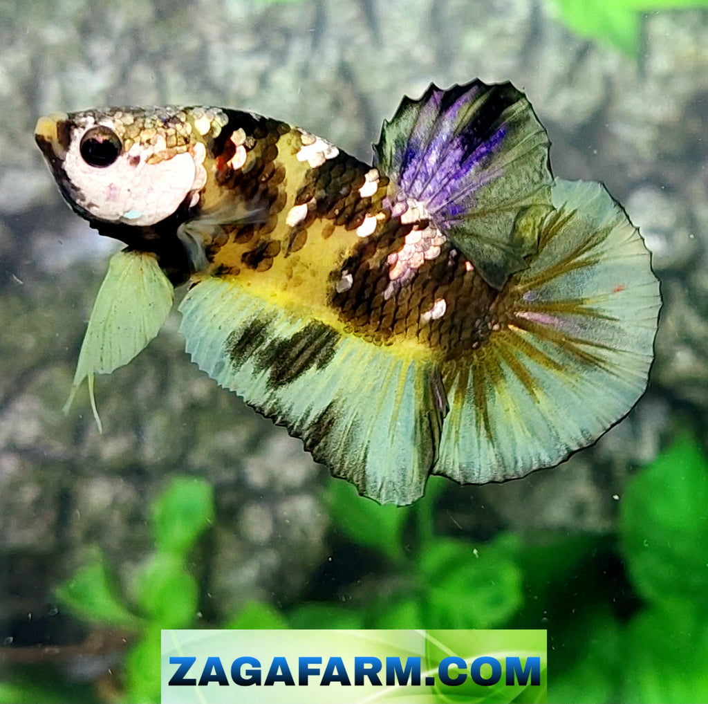 Yellow Tiger Copper Purple Galaxy HMPK Male