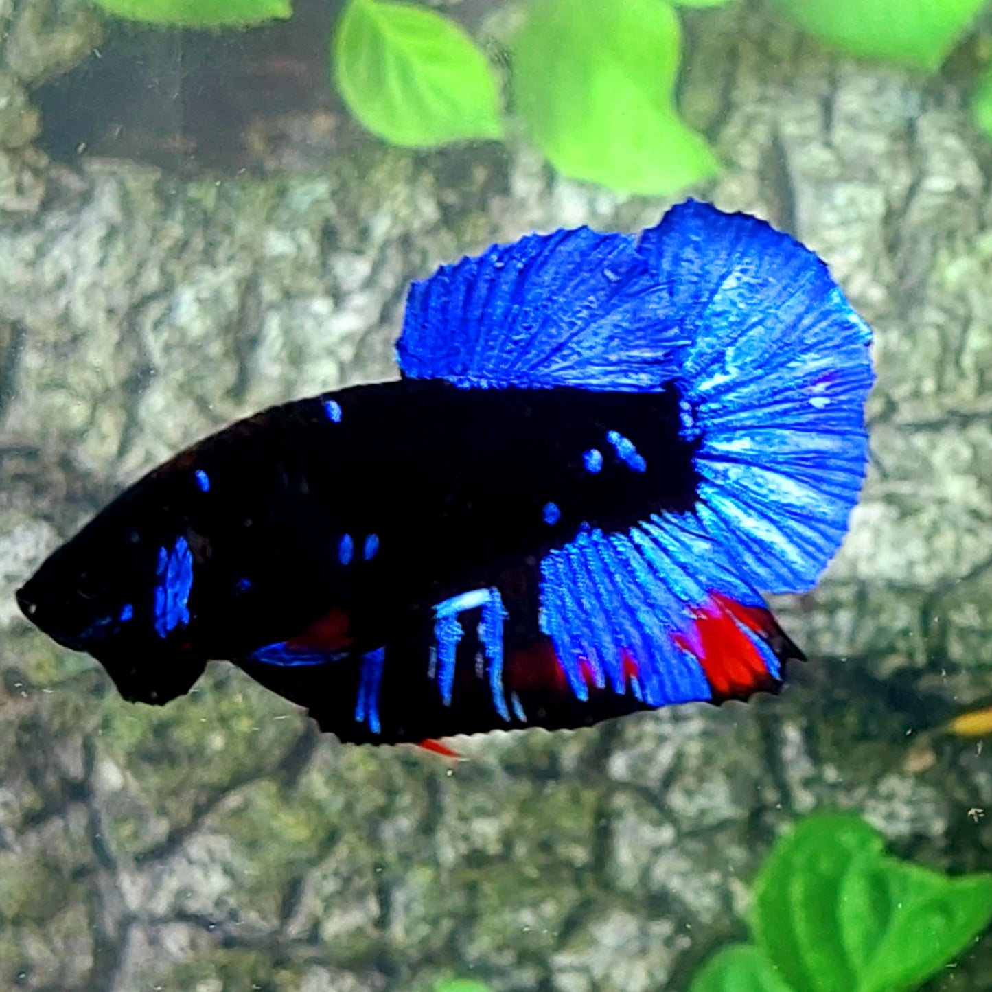 Blur Black Star Galaxy HMPK Male