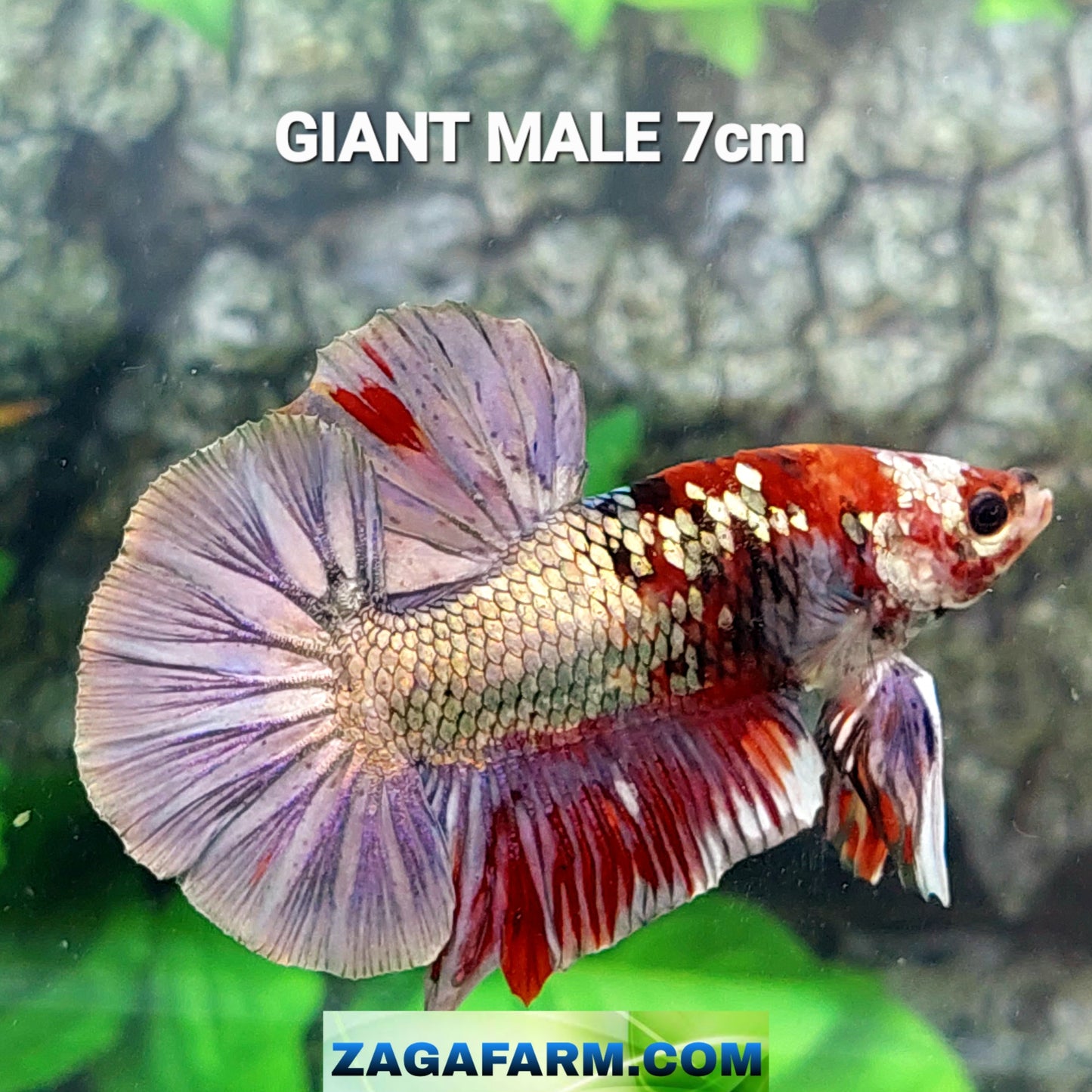 Koi Copper Purple Gold Galaxy GIANT HMPK Male