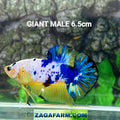 マルチカラー オレンジ コイ GIANT HMPK オス