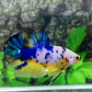 Yellow Fancy GIANT HMPK Male