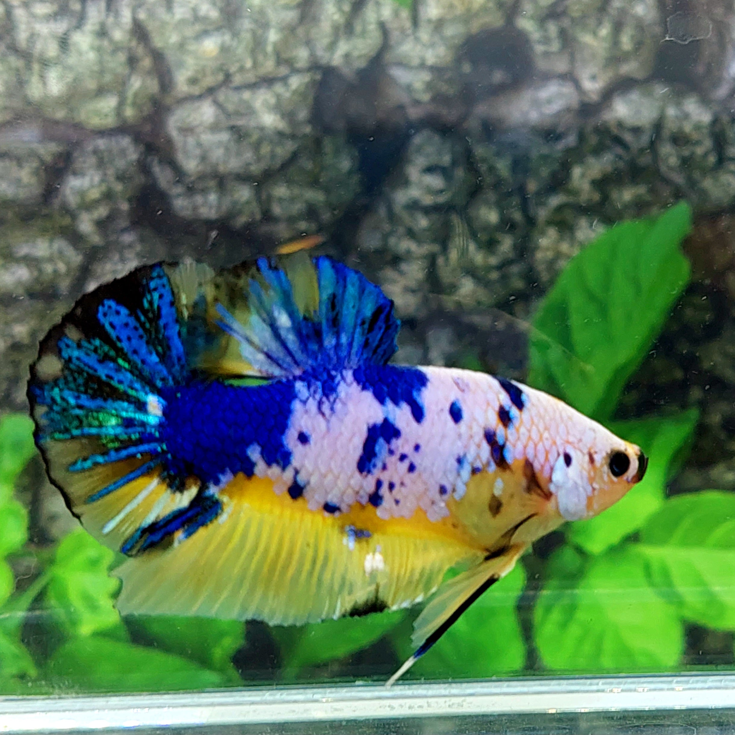 Multicolor Naranja Koi GIGANTE HMPK Macho