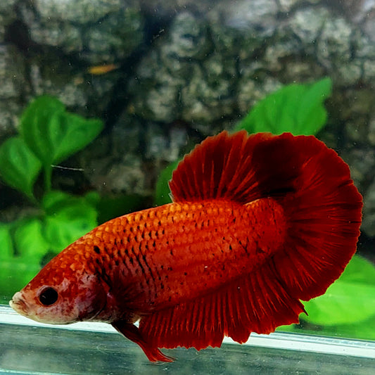 Red GIANT HMPK Male