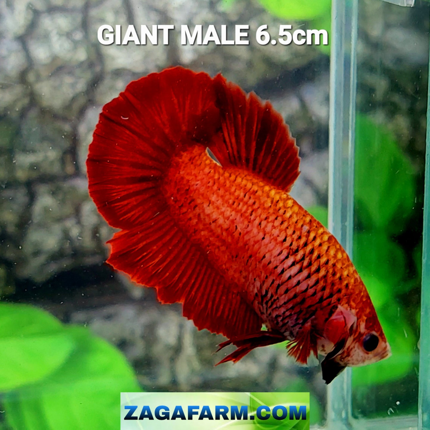 Red GIANT HMPK Male