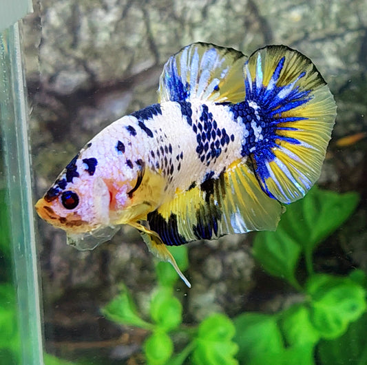 Yellow Fancy Dalmation GIANT HMPK Male