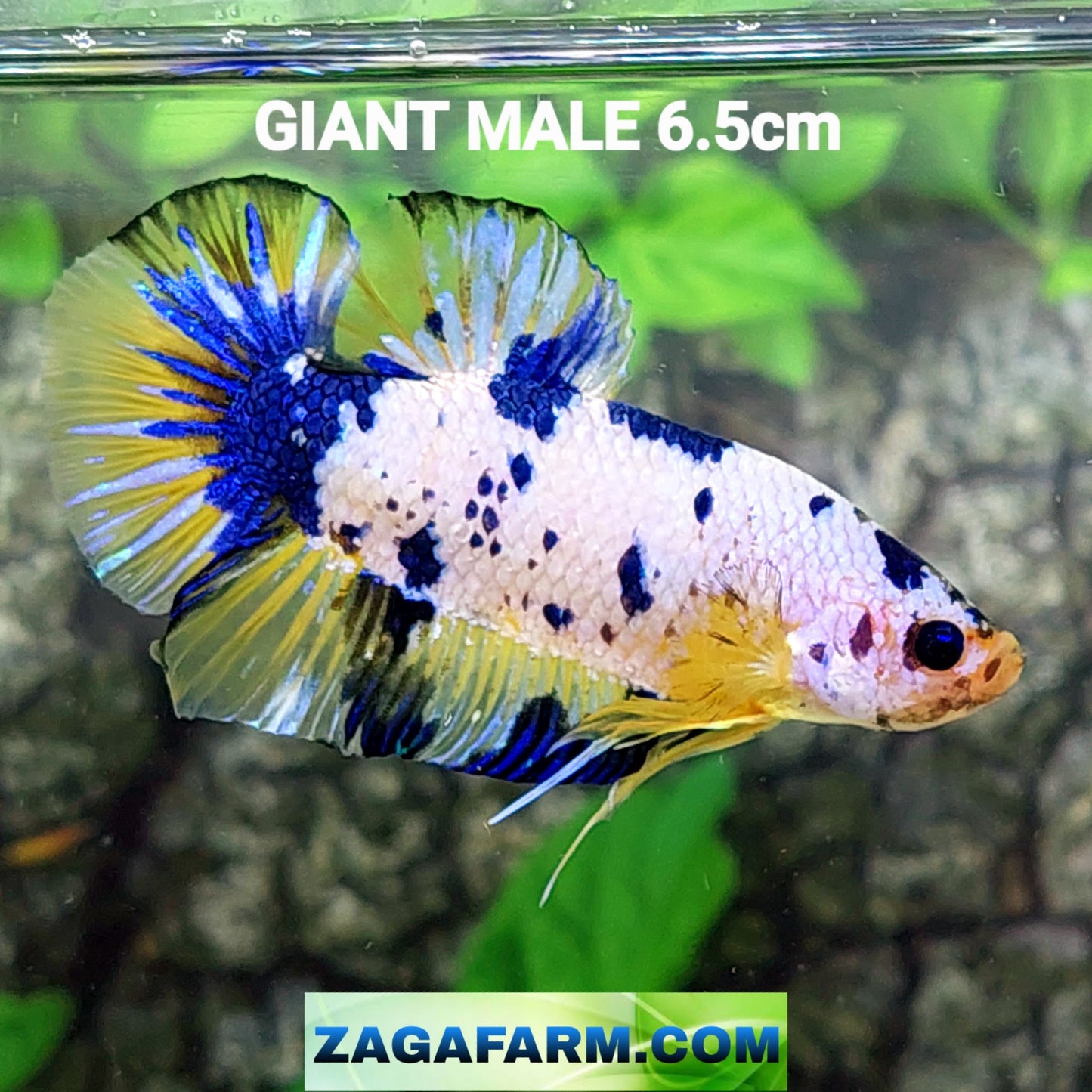 Yellow Fancy Dalmation GIANT HMPK Male