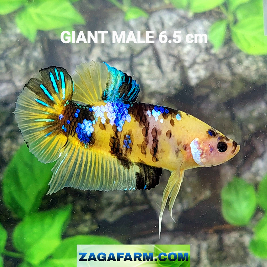 Yellow Tiger Galaxy GIANT HMPK Male