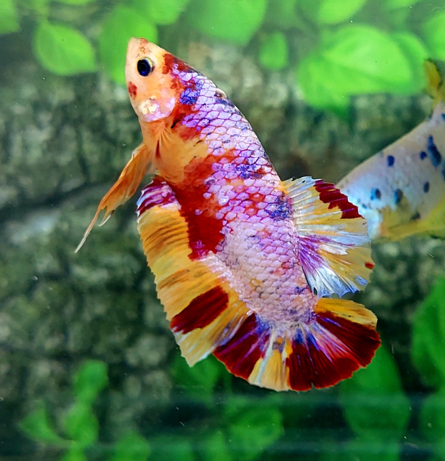 Multicolor Candy Purple Galaxy GIANT HMPK Male