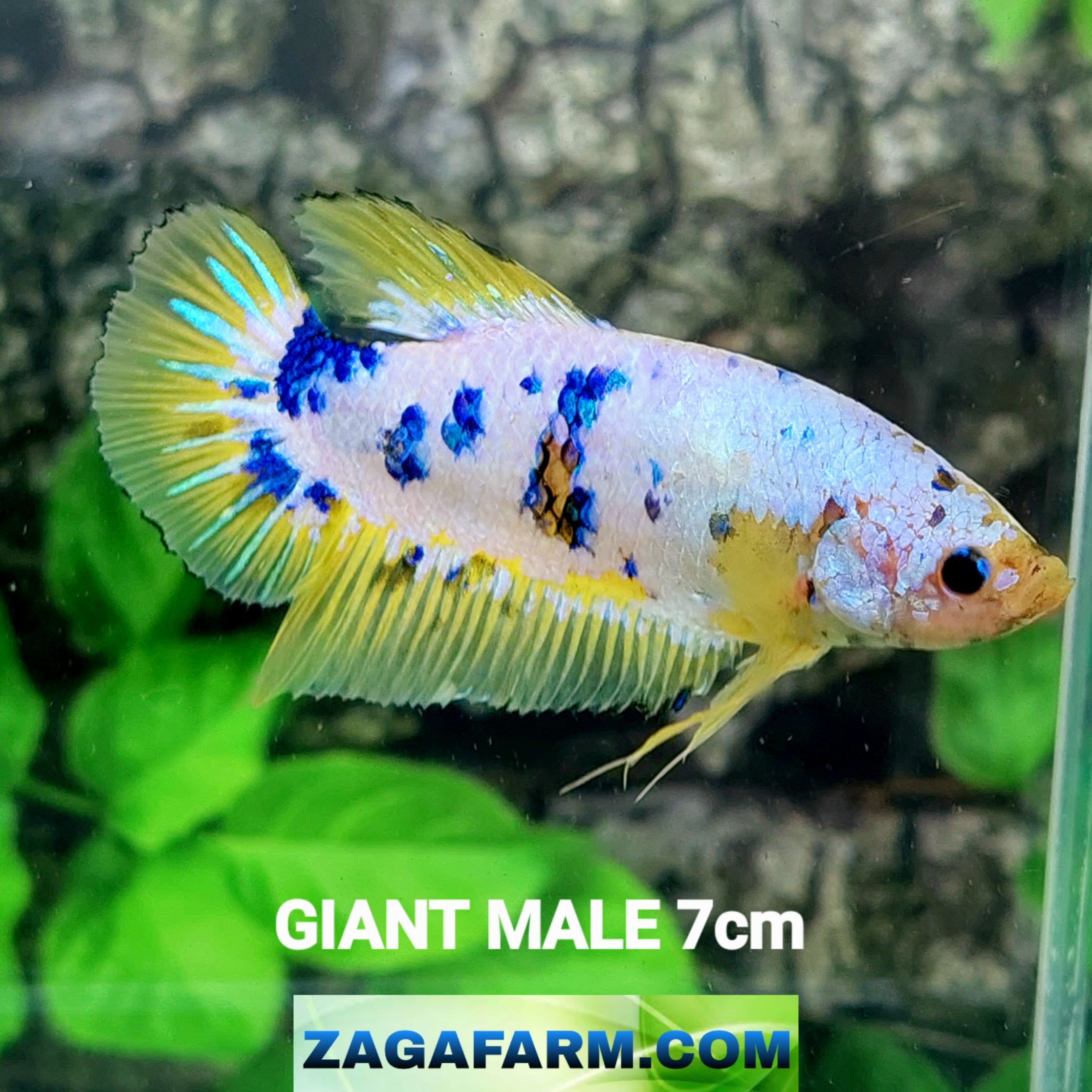 Multicolor Naranja Koi GIGANTE HMPK Macho