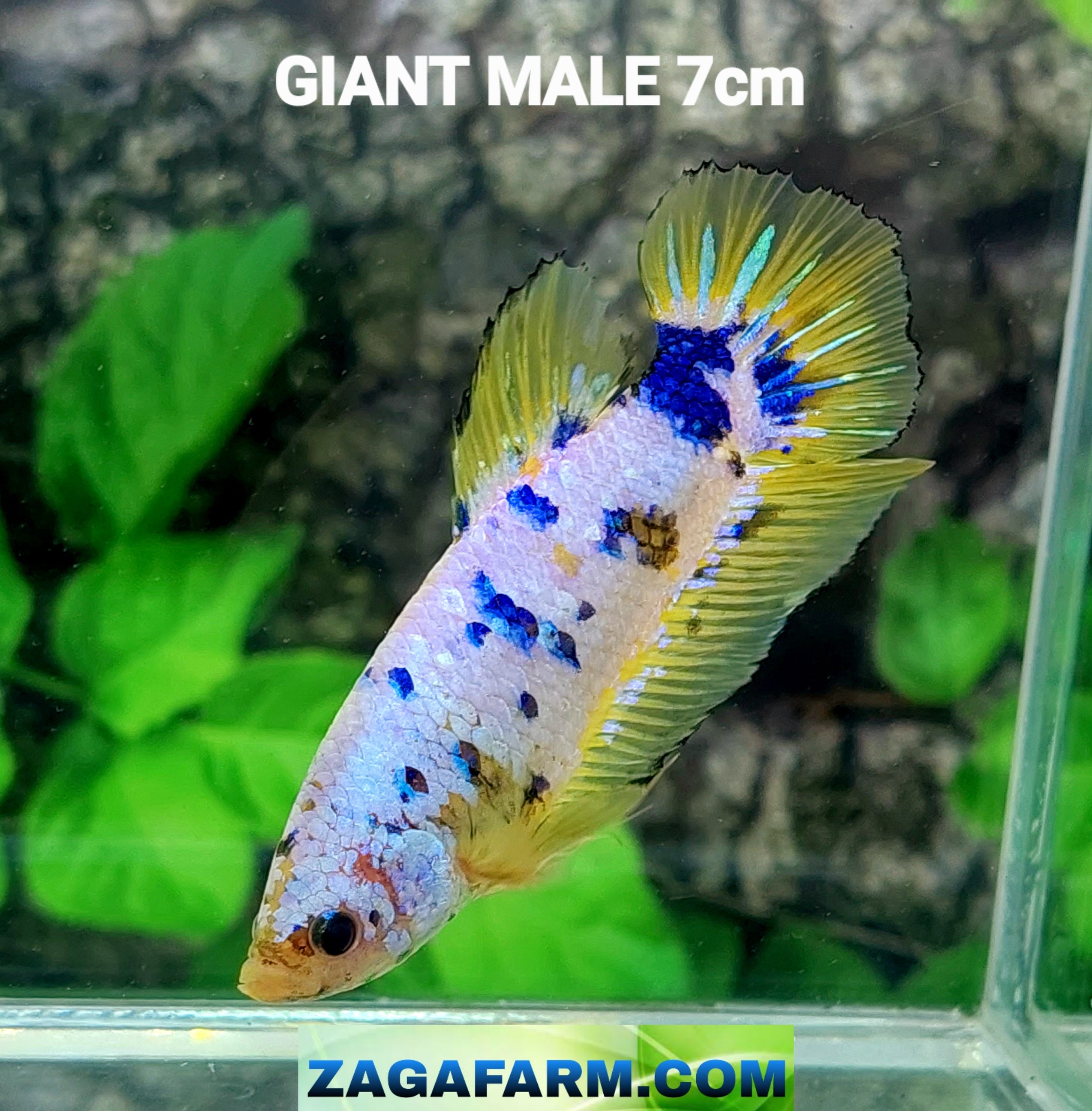 Multicolor Naranja Koi GIGANTE HMPK Macho