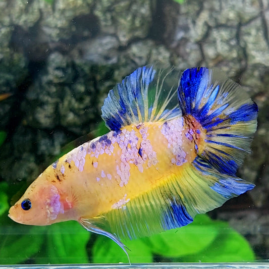 Yellow Pink Purple Galaxy GIANT HMPK Male