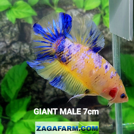 Yellow Pink Purple Galaxy GIANT HMPK Male