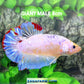 Pink Purple Skyblue GIANT HMPK Male