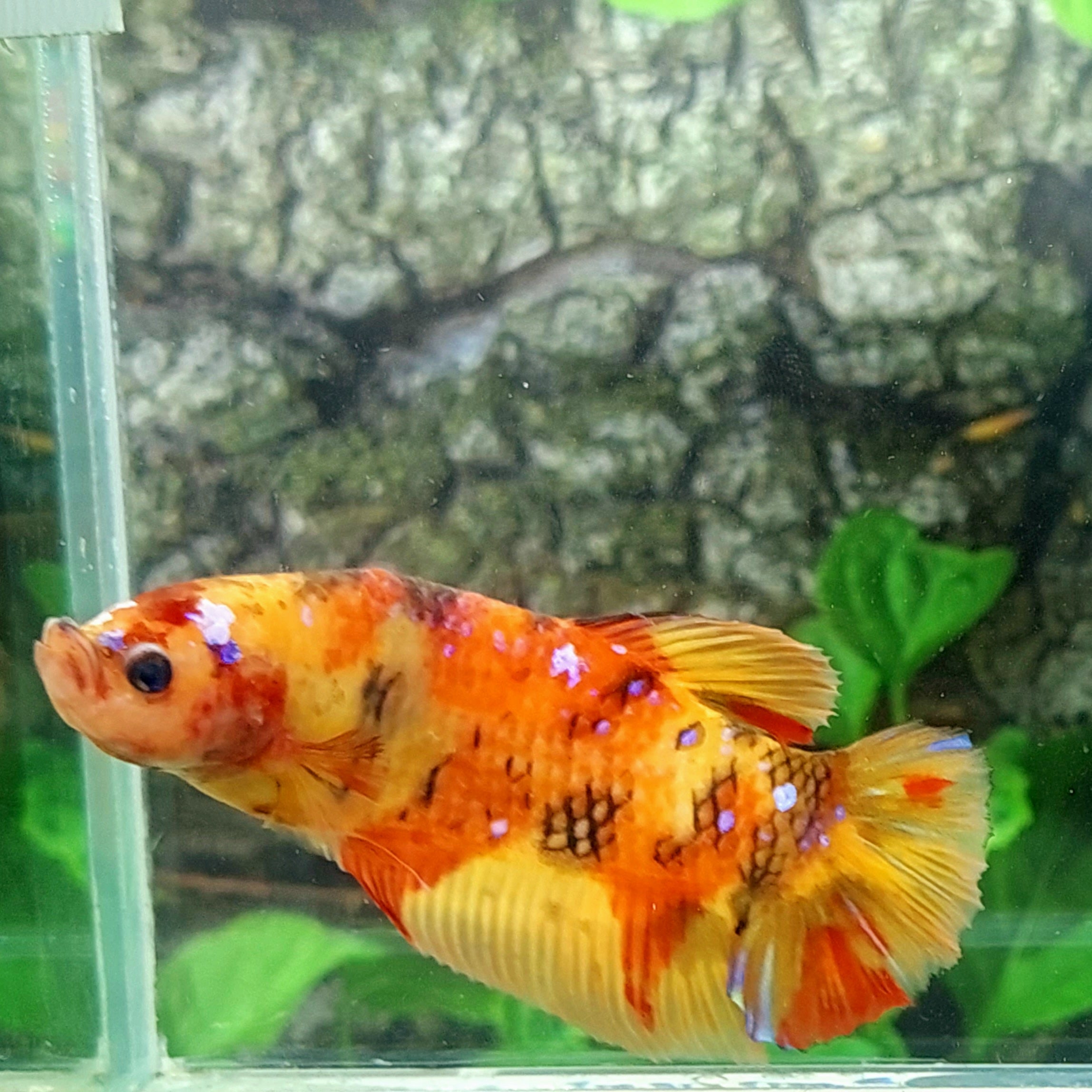 Multicolor Naranja Koi GIGANTE HMPK Macho