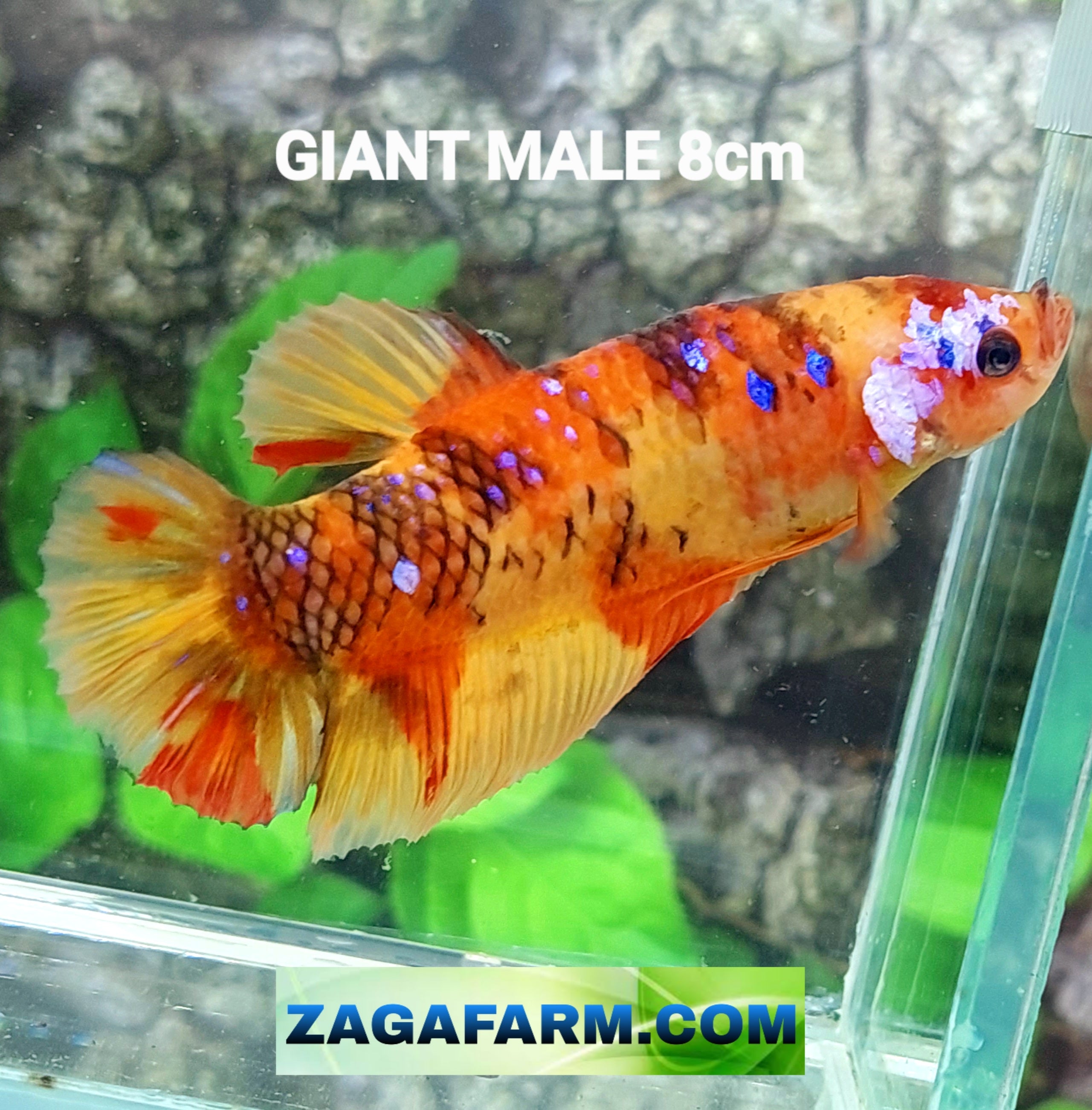 Multicolor Naranja Koi GIGANTE HMPK Macho