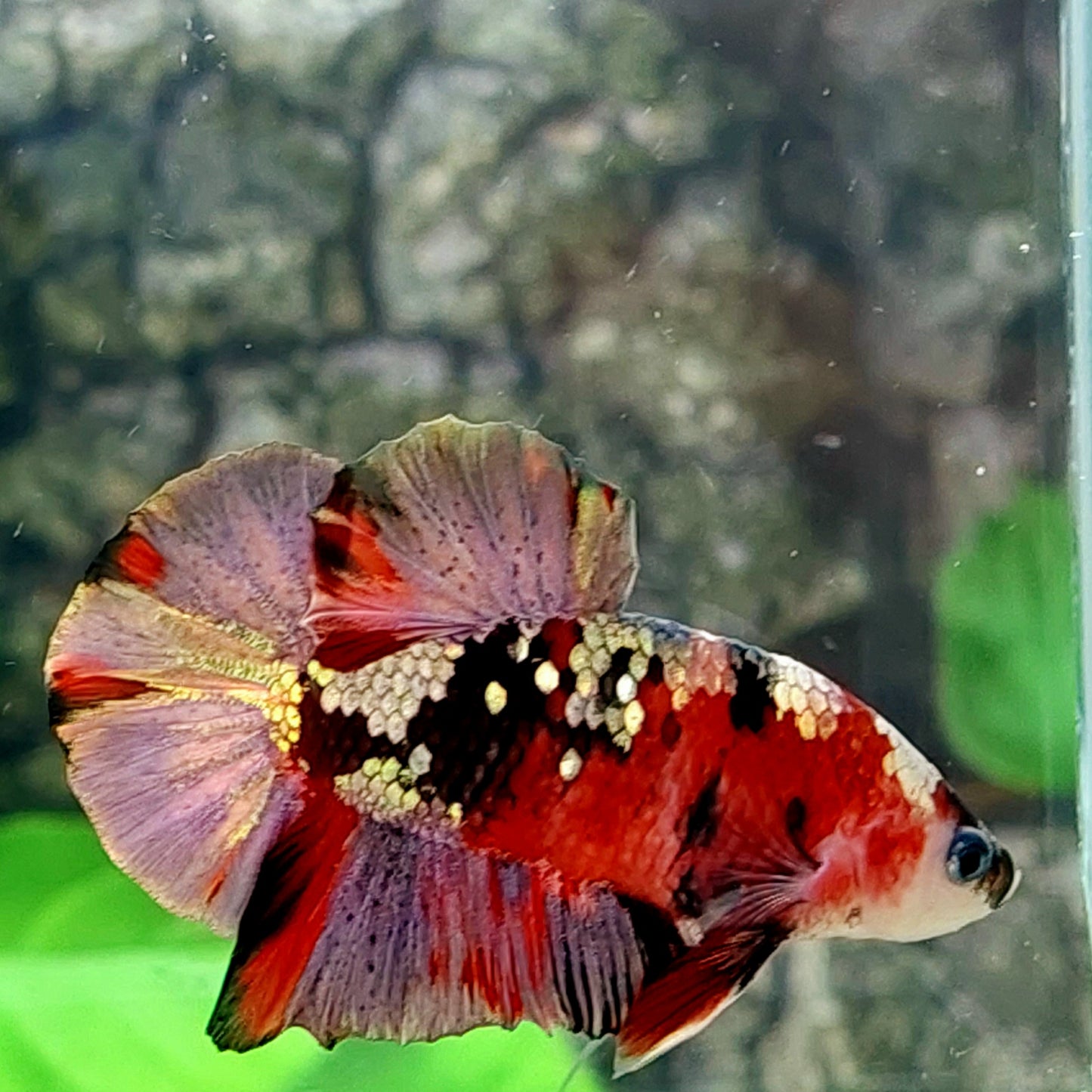 Koi Copper Purple Gold Galaxy HMPK Male