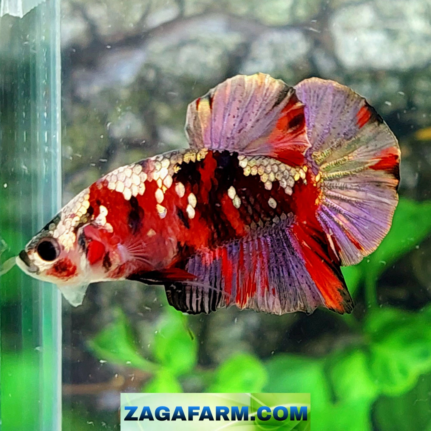 Koi Copper Purple Gold Galaxy HMPK Male