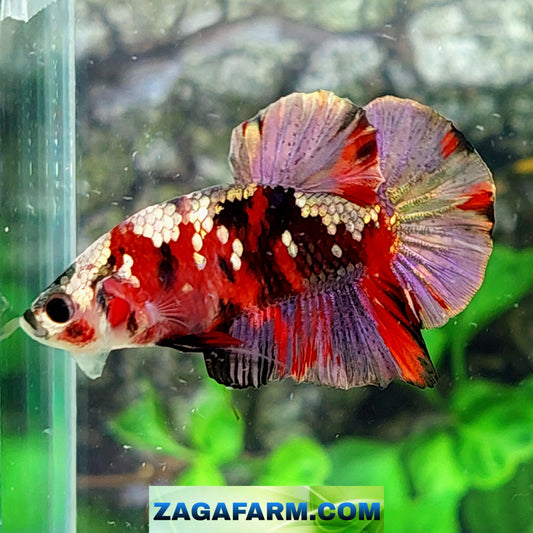 Koi Copper Purple Gold Galaxy HMPK Male