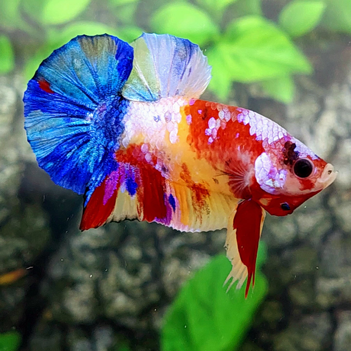 Yellowbase Multicolor Galaxy HMPK Male