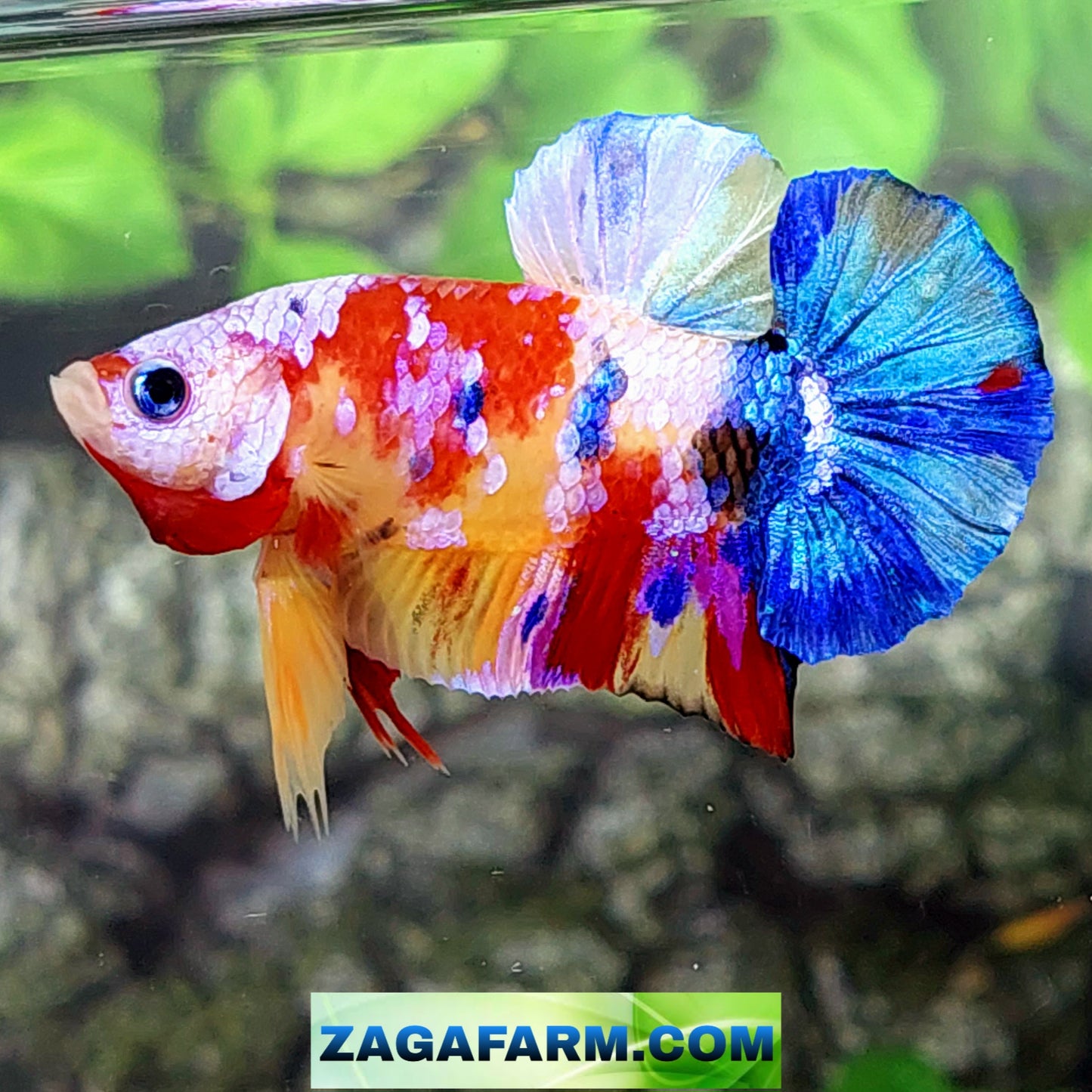 Yellowbase Multicolor Galaxy HMPK Male