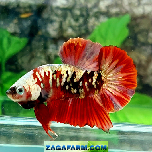 Koi Copper Gold Galaxy HMPK Male