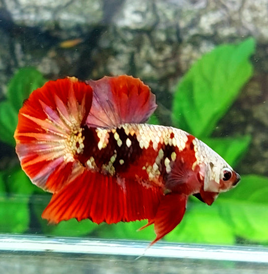 Koi Copper Gold Galaxy HMPK Male